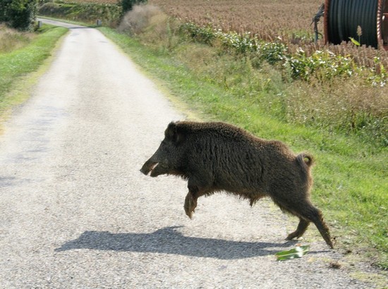 Cinghiale su strada